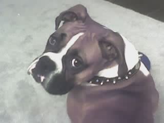 Roxy_31
