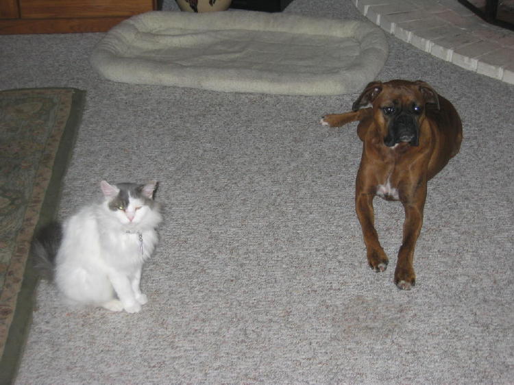 Roxy_Dog_006_2_1