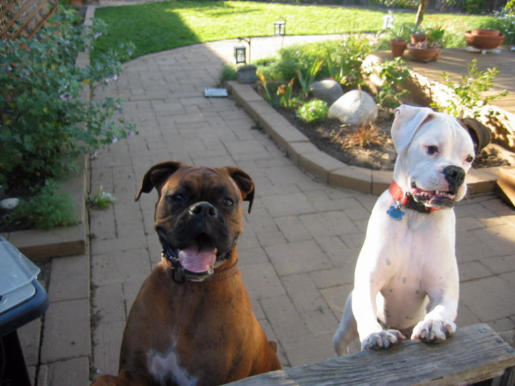 Roxy_Dog_031_2_2