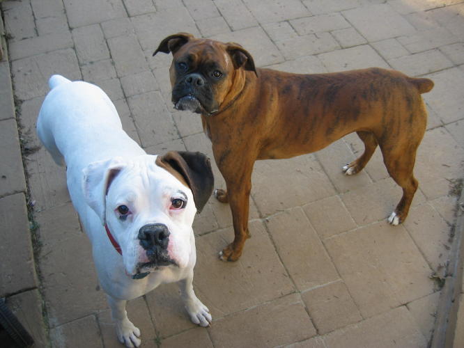 Roxy_Dog_036_3_