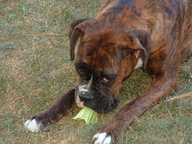 roxy_playing_badmitton
