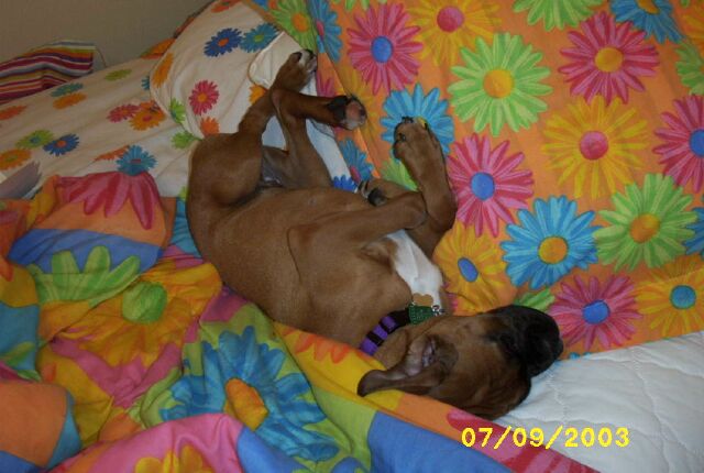 Roxy's favorite way to sleep
