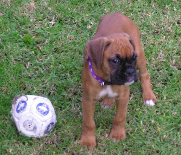 Roxy's First day home (2)