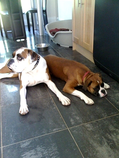 Roy & Callie - Bestest Buds!