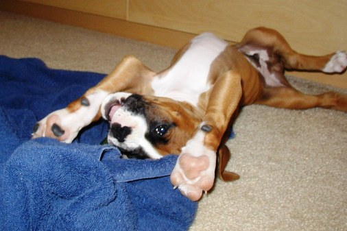 Rub My Belly, Pleaaasseee!