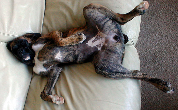 Rub my belly !!!!!