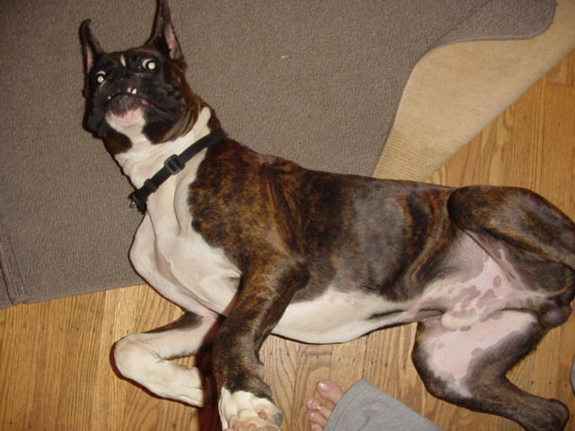 rub my tummy