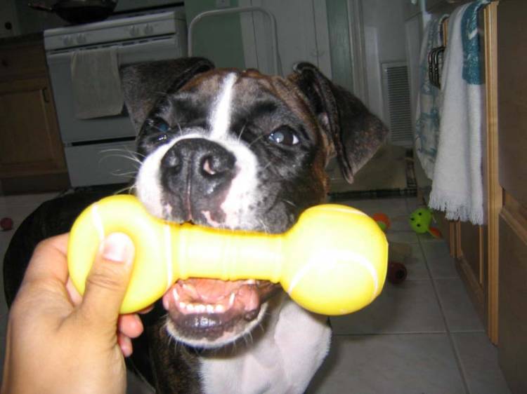 rubber bone
