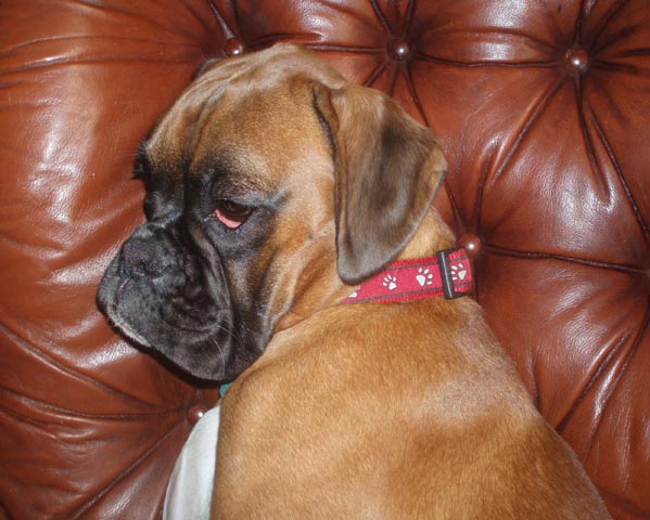 Rubes
