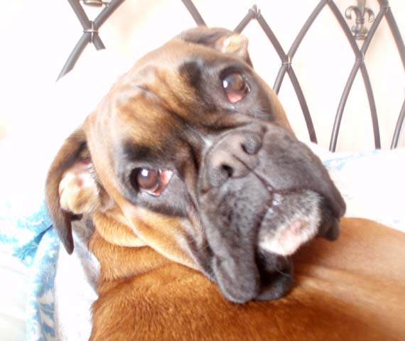 Rubes