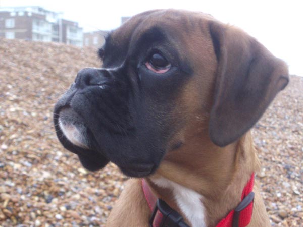Rubes_2