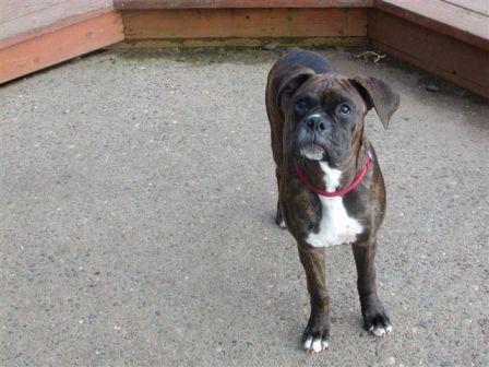 Rubgy at 5 months