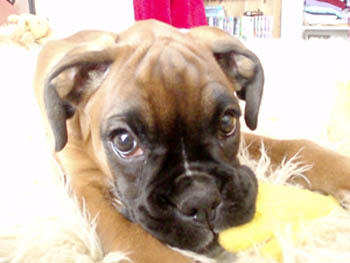 Ruby 14 Weeks.