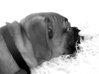 Ruby 14 Weeks.