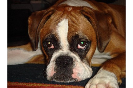 Ruby 2006