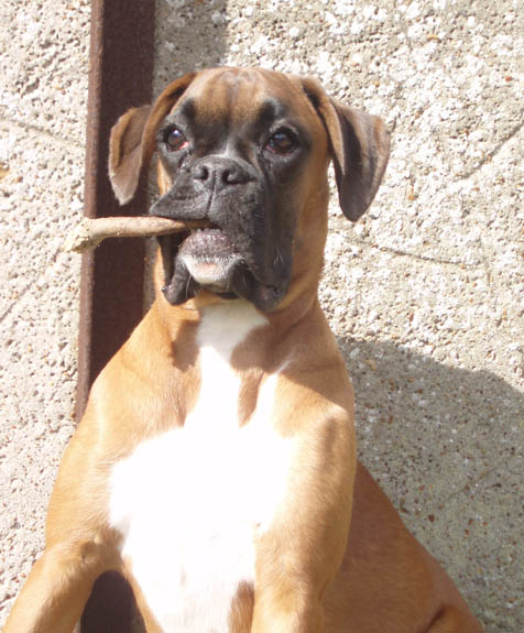 Ruby 6 months, Puppies 8 Weeks.