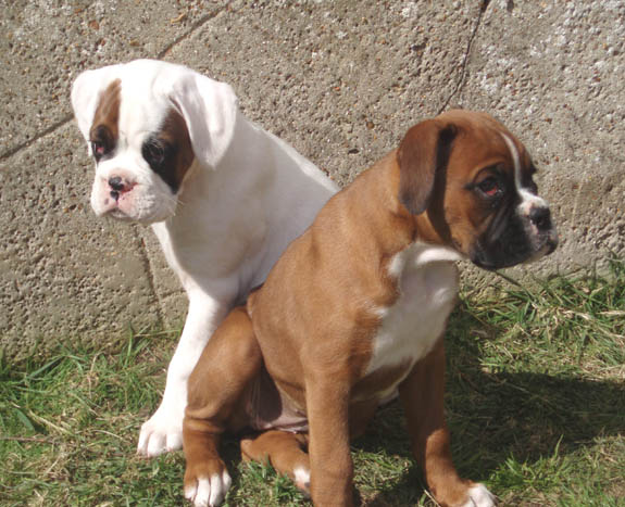 Ruby 6 months, Puppies 8 Weeks.