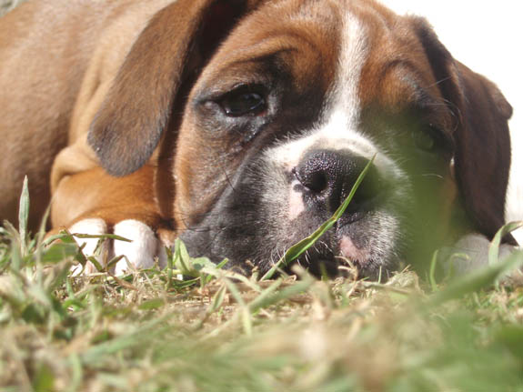 Ruby 6 months, Puppies 8 Weeks.