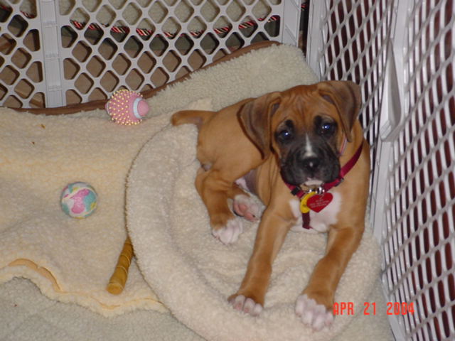 Ruby 8 1/2 weeks