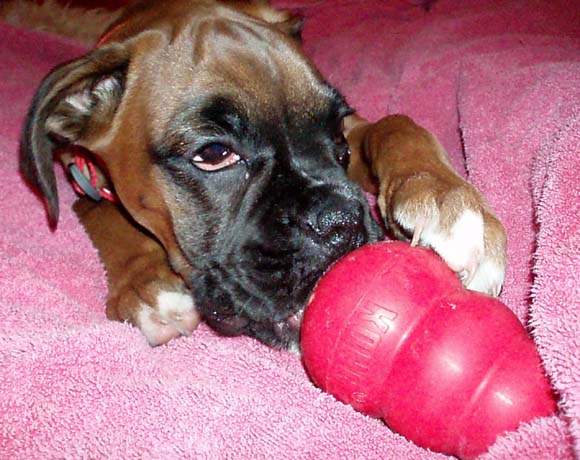 Ruby and her Kong!