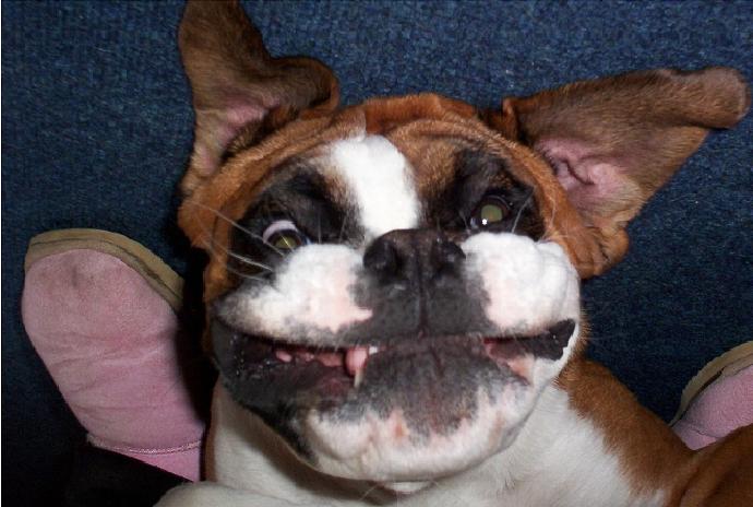 Ruby Bat Face