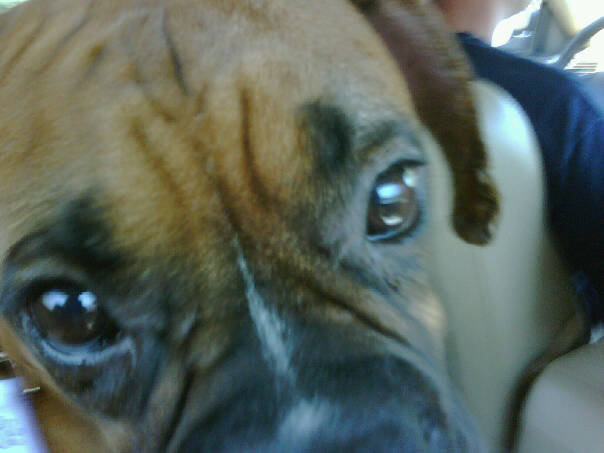 Ruby-closeup