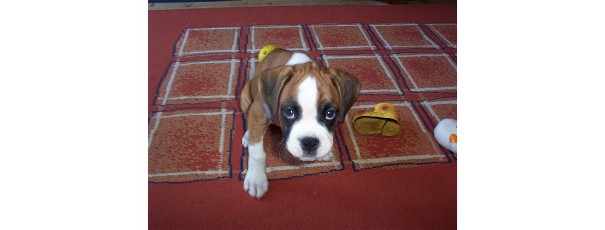 Ruby Doo