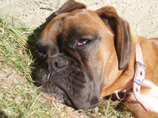 Ruby Dozing