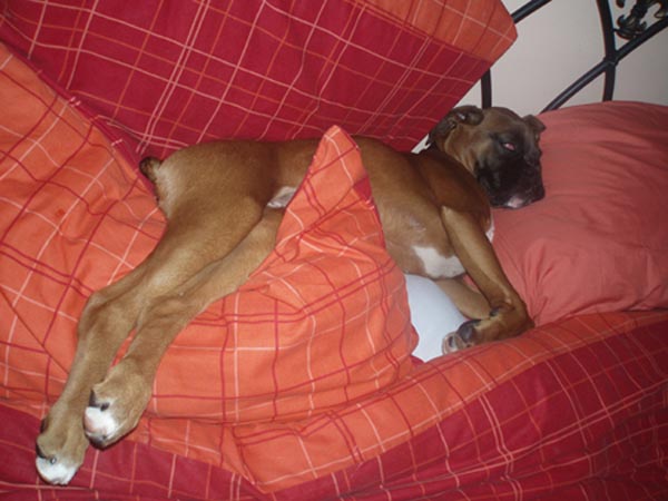 Ruby, extremely comfy on my bed!