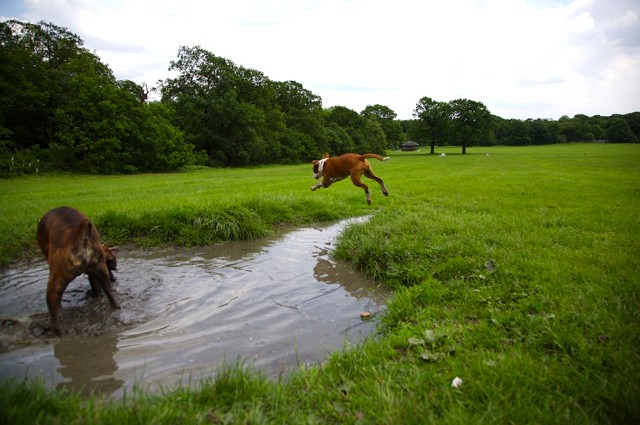 Ruby leaping, Harry still looking
