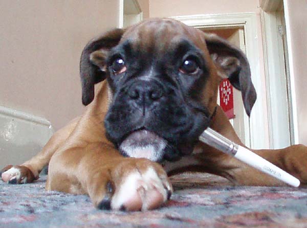 Ruby loves pinching my make up brushes!