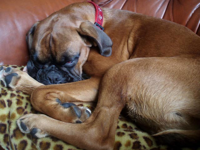 Ruby nearly 1 year old