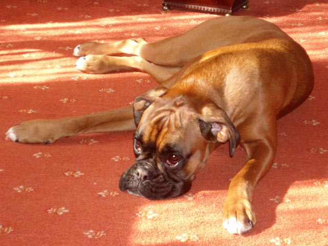 Ruby relaxing in the sun