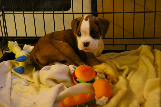 Ruby Settling into her crate