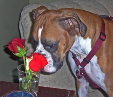 Ruby smelling the flowers