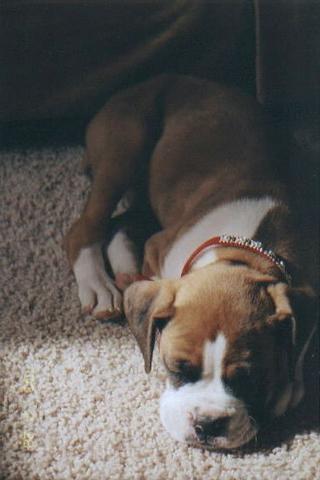 Ruby taking a nap in the sunlight