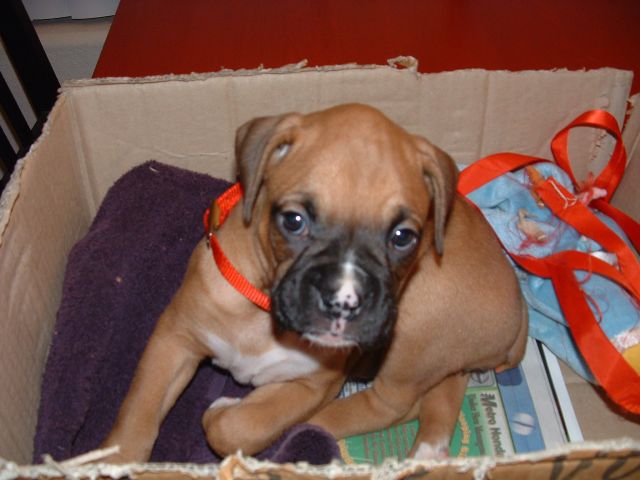 Ruby the new baby
