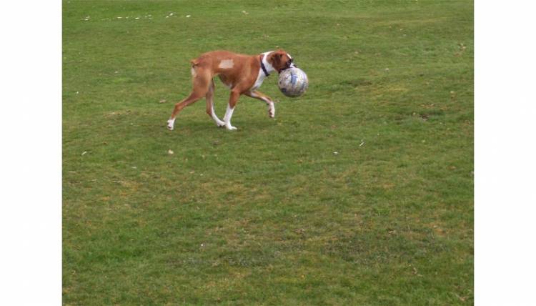 Ruby with  ball