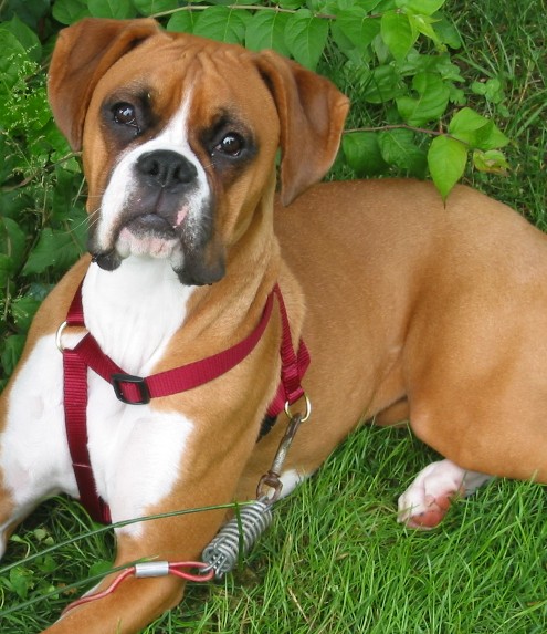 Ruby1