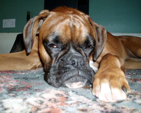 Ruby_10_Months_Old_a