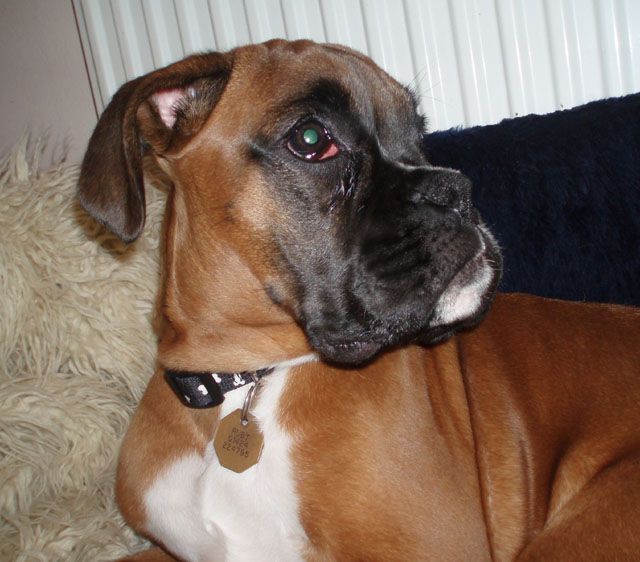 Ruby_19_weeks