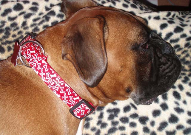 Rubys christmas collar.