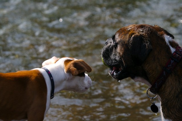 Ruby's first trip to the river