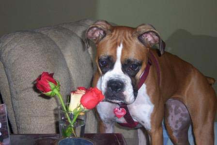 Ruby's roses