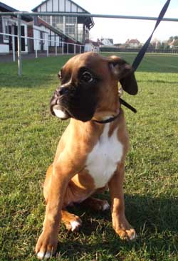 Rubys walk 12 weeks.