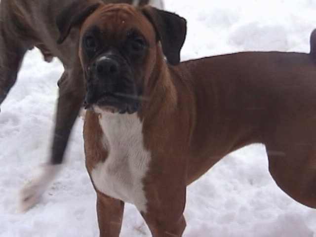 rubysnow