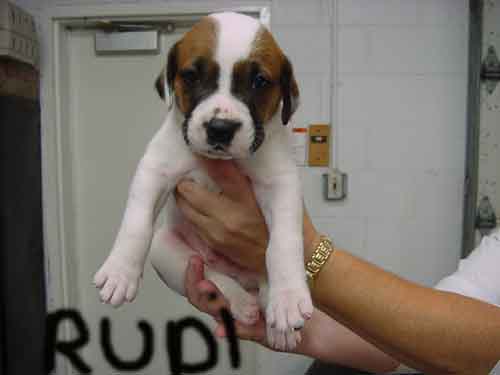 rudi_1
