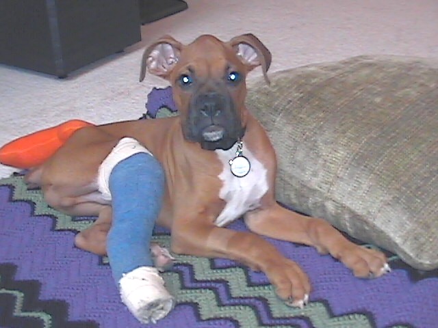 Rudy - 12 weeks
