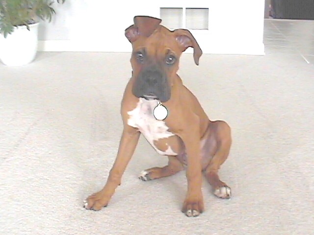 Rudy - 15 weeks