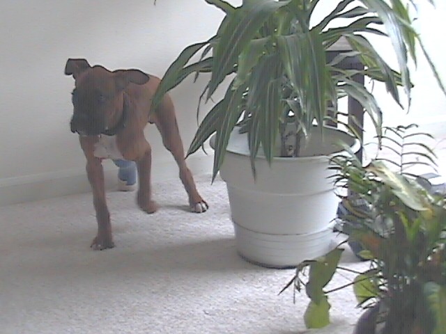 rudy and his plant